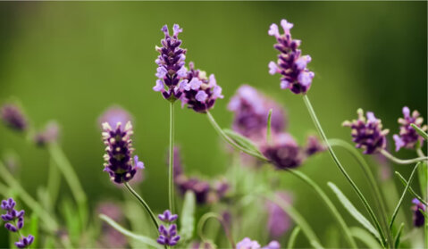 Partnerships in Tunisia